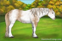 Horse Color:White Spotted Chestnut 