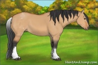 Horse Color:White Spotted Bay Dun 