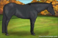 Horse Color:Black 