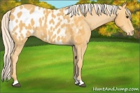 Horse Color:Palomino Appaloosa 