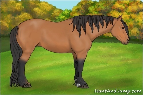 Horse Color: Unknown 