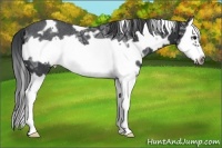 Horse Color:White Spotted Black Ice Splash Frame Rabicano