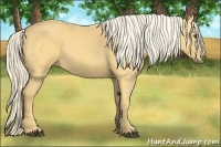 Horse Color:Palomino 