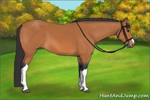 Horse Color:Bay 