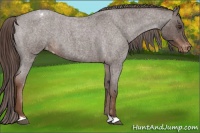 Horse Color:Liver Red Roan Appaloosa