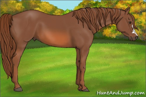 Horse Color: Liver Chestnut 