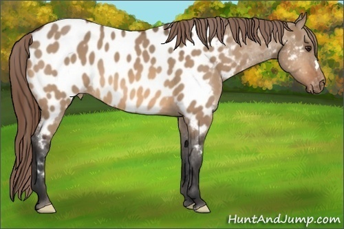 Horse Color:Bay Dun Near Leopard 