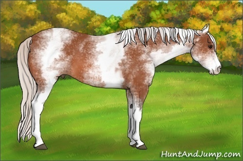 Horse Color:White Spotted Silver Bay 