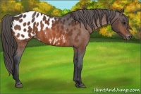 Horse Color:Bay Near Leopard 