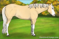 Horse Color:Palomino Roan Splash Rabicano 