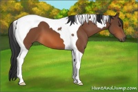 Horse Color:Bay Tobiano 