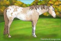 Horse Color:White Spotted Amber Cream Champagne Appaloosa Rabicano 