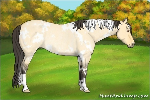 Horse Color: White Spotted Buckskin Roan Dun Rabicano 