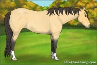 Horse Color:Buckskin Roan 