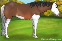 Horse Color:Bay Splash 