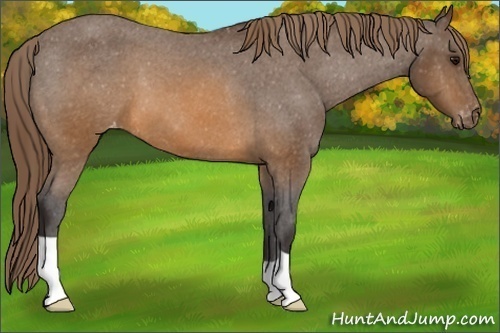 Horse Color: Buckskin Varnish 