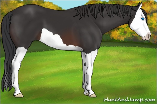 Horse Color: Brown Splash 
