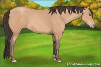 Horse Color:Amber Champagne 