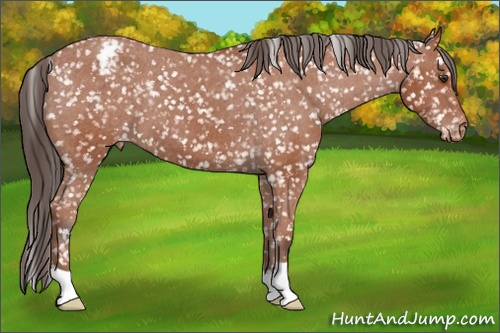 Horse Color: Bay Snowflake Varnish
