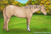 Horse Color:Chestnut Pearl