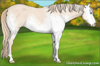 Horse Color:White Spotted Perlino 