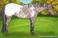 Horse Color:Bay Roan Appaloosa 