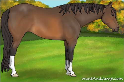 Horse Color: Buckskin 