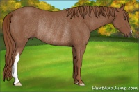 Horse Color:Chestnut Rabicano