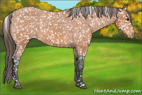 Horse Color: Bay Snowcap 