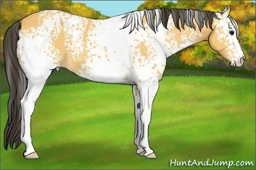 Horse Color: White Spotted Buckskin 