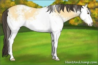 Horse Color:White Spotted Buckskin Dun 