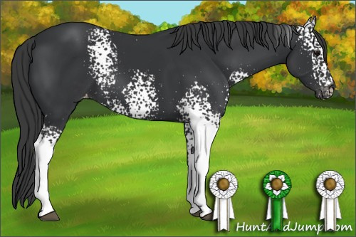 Horse Color: White Spotted Black Blanket 