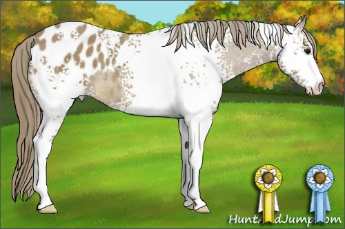 Horse Color: White Spotted Buckskin Blanket 