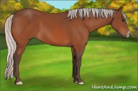 Horse Color:Silver Bay 