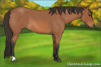 Horse Color:Bay Roan 