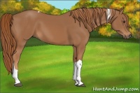 Horse Color:Chestnut Tobiano 
