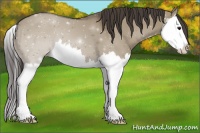 Horse Color:Smoky Grullo Splash 