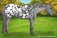 Horse Color:Blue Roan Near Leopard 