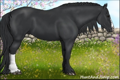 Horse Color: Black 
