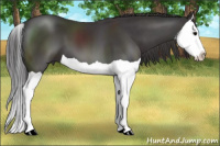 Horse Color:Buckskin Splash 