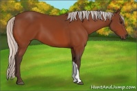 Horse Color:Silver Bay 