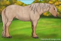 Horse Color:Red Roan 