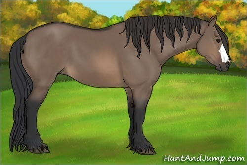 Horse Color:Brown Dun