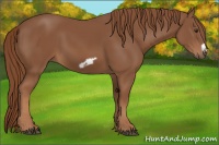 Horse Color:Chestnut Frame 