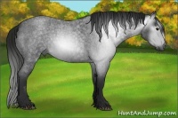 Horse Color:Gray Blue Roan 