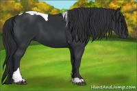 Horse Color:Black Tobiano