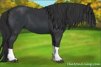 Horse Color:Black Tobiano 