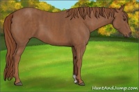 Horse Color:Chestnut  Brindle