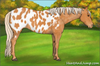 Horse Color:Chocolate Palomino Appaloosa