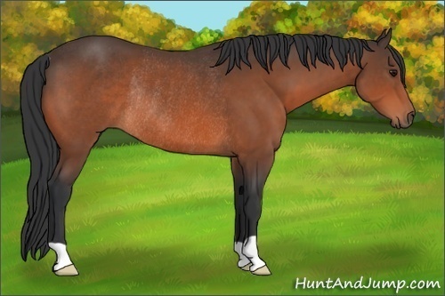 Horse Color: Bay Rabicano 